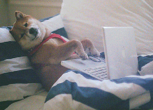 Cachorro deitado digitando com laptop na barriga